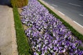 Crocus field, spring in countryside, roadside covered with flowers, white and purple crocuses in bloom, first spring flowers. They