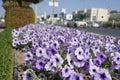 Crocus field, spring in countryside, roadside covered with flowers, white, purple crocuses in bloom, first spring flowers. They Royalty Free Stock Photo