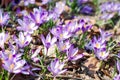 Crocus fields Royalty Free Stock Photo