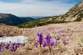 Crocus fields Royalty Free Stock Photo