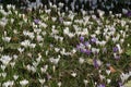 Crocus fields Royalty Free Stock Photo