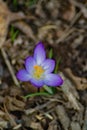 Crocus First Flower of Spring - 2 Royalty Free Stock Photo