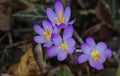 Crocus First Flower of Spring - Group- 2 Royalty Free Stock Photo
