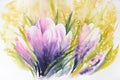 Crocus Royalty Free Stock Photo
