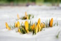 Crocus flavus, known as Dutch yellow crocus blooming