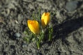 Crocus flavus yellow flowers