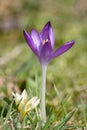 Crocus flower Royalty Free Stock Photo