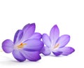 Crocus flower Royalty Free Stock Photo