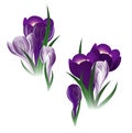 Crocus flower