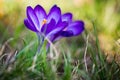 Crocus flower