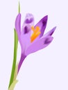 Crocus flower