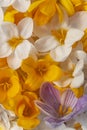 Crocus flower background Royalty Free Stock Photo