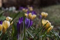 Crocus flower bed Royalty Free Stock Photo