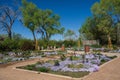 Crocus Flower Beds in New Mexico