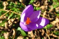 Crocus flower in blossom Royalty Free Stock Photo