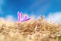 Crocus flower and blue sky Royalty Free Stock Photo