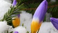 Crocus flower Royalty Free Stock Photo