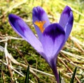 Crocus flower closeup, Tatra Mountains, Poland Royalty Free Stock Photo