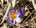 Crocus flower