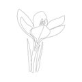 crocus flower drawn in one solid black line on a white background.