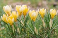 Crocus flower in early springtime on green grass Royalty Free Stock Photo