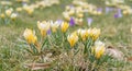 Crocus flower in early springtime on green grass Royalty Free Stock Photo