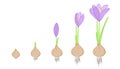 Crocus flower evolution stages bulb to plant.