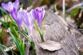Beauty of wild purple blooming in springtime Royalty Free Stock Photo
