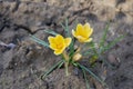 Crocus flower on the ground blooms,sprouts flowers on the ground in spring, the first spring flowers