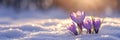 Crocus flower growth in the snow with sunbeam, springtime Royalty Free Stock Photo