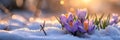 Crocus flower growth in the snow with sunbeam, springtime Royalty Free Stock Photo