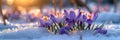 Crocus flower growth in the snow with sunbeam, springtime Royalty Free Stock Photo