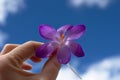 The crocus flower in hand