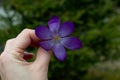 The crocus flower in hand