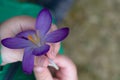 The crocus flower in hands
