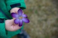 The crocus flower in hands