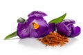 Crocus flower with heap of saffron Royalty Free Stock Photo