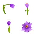 Crocus flower icons set cartoon . Bright spring flower