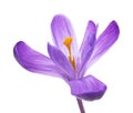 Crocus flower isolated on white background, fresh spring flowers Royalty Free Stock Photo