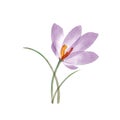 Crocus flower isolated on white. Translucent Saffron crocus flower watercolor botanical illustration. Crocus Sativus blossom