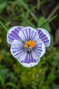 A Crocus Flower Royalty Free Stock Photo