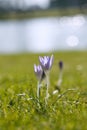 Crocus flower in nature with dew drops Royalty Free Stock Photo