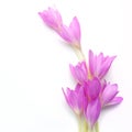 Crocus flower over a white background. Top view Royalty Free Stock Photo