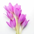 Crocus flower over a white background. Top view Royalty Free Stock Photo