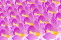 Crocus flower petal closeup Royalty Free Stock Photo