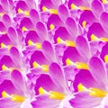 Crocus flower petal closeup Royalty Free Stock Photo