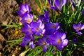 Crocus flower