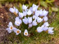 Crocus flower plant growing in a backyard garden during summer. Flowers flourishing in a lush green park during Royalty Free Stock Photo