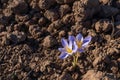 Crocus flower on plowed farm field Royalty Free Stock Photo