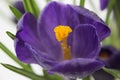 Crocus flower Royalty Free Stock Photo